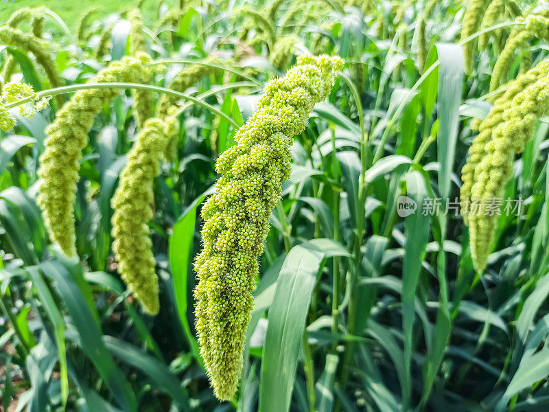 The thriving millet 繁盛するキビ